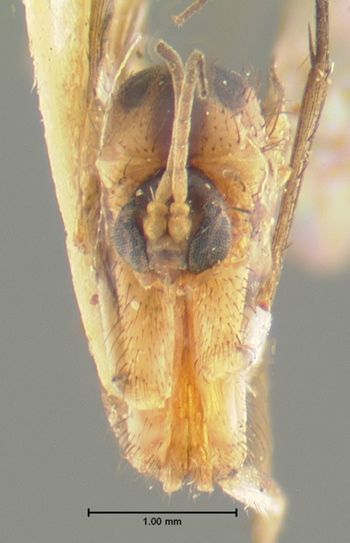 Media type: image;   Entomology 7443 Aspect: head frontal view